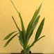 Product image thumbnail 4