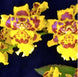 Product image thumbnail 2