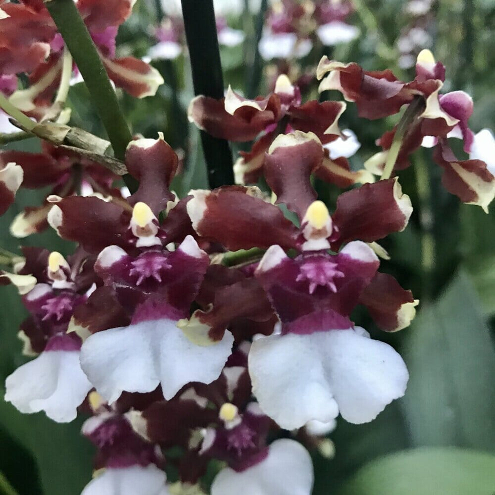 Oncidium Sharry Baby 'Raspberry Chocolate' HCC/AOS La Foresta Orchids