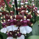 Product image thumbnail 3