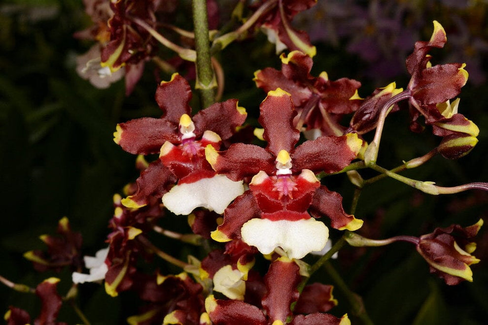 Oncidium Sharry Baby 'Raspberry Chocolate' HCC/AOS La Foresta Orchids