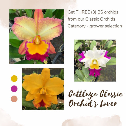 Orchid's Lover Collection Gifts La Foresta Orchids Cattleya Classic Orchid's Lover Collection 