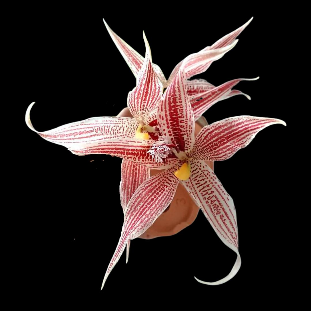 Paphinia cristata x Paphinia herrerae La Foresta Orchids