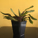 Product image thumbnail 7