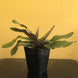 Product image thumbnail 8