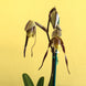 Product image thumbnail 6