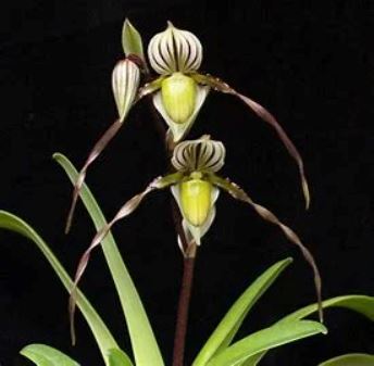 Paphiopedilum philippinense x Paphiopedilum gardneri Paphiopedilum La Foresta Orchids 