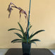 Product image thumbnail 9