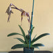 Product image thumbnail 8