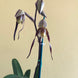 Product image thumbnail 5