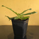 Product image thumbnail 5