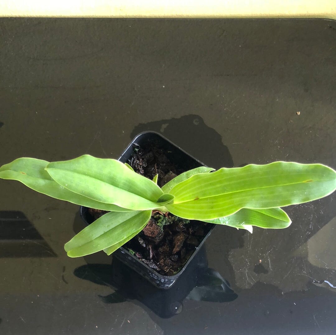 Paphiopedilum primulinum 'In Charm' – La Foresta Orchids