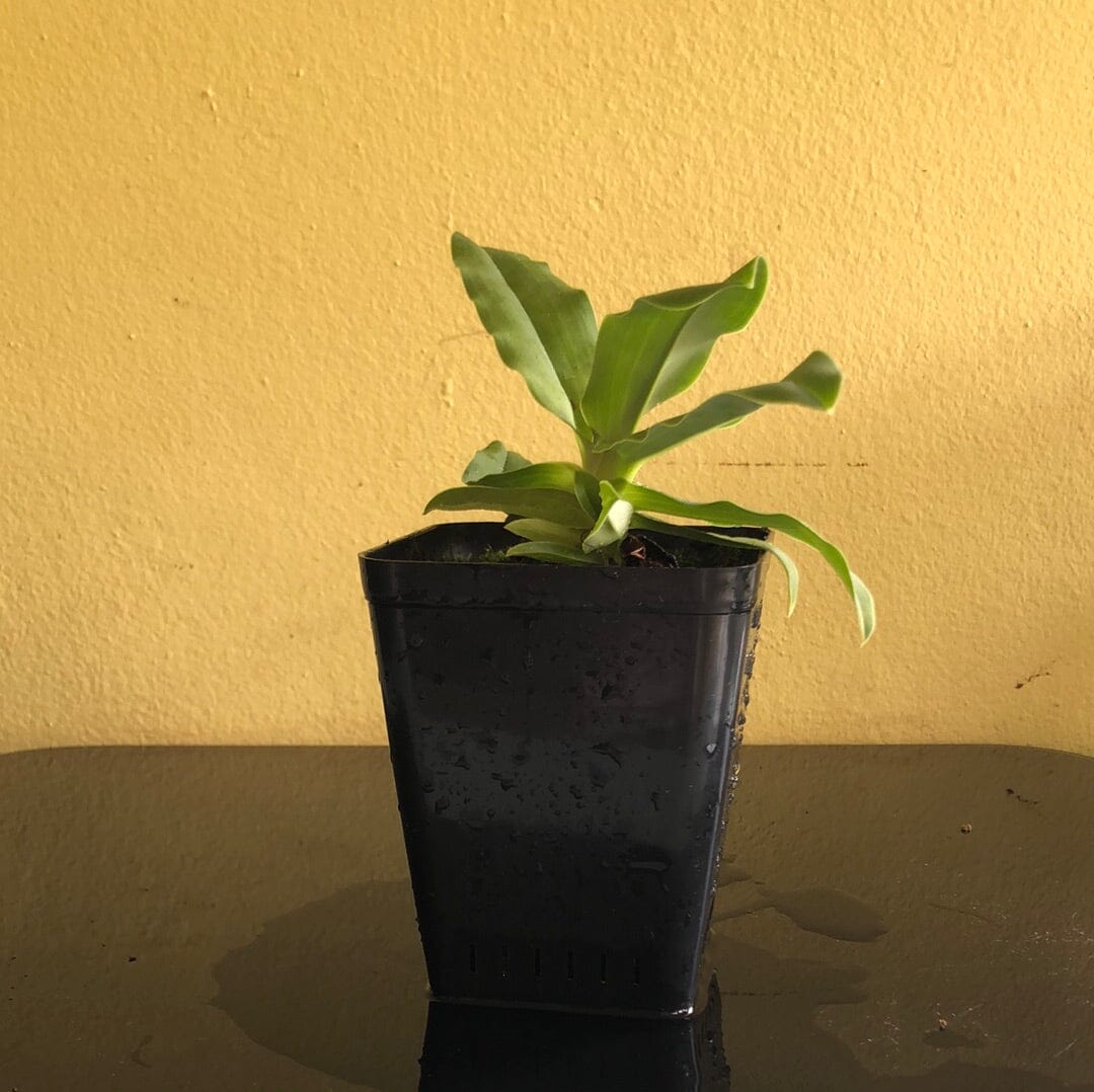 Paphiopedilum primulinum 'In Charm' – La Foresta Orchids