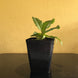 Product image thumbnail 6
