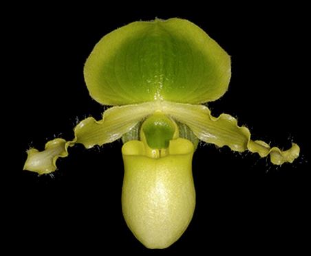 Paphiopedilum primulinum 'In Charm' – La Foresta Orchids