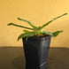 Product image thumbnail 7
