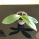 Product image thumbnail 10