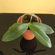 Product image thumbnail 6