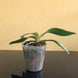Product image thumbnail 7