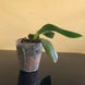 Product image thumbnail 8