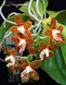 Product image thumbnail 5