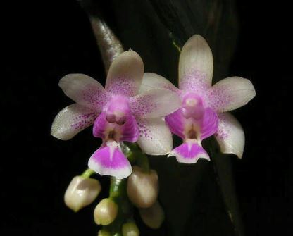 Phalaenopsis deliciosa Phalaenopsis La Foresta Orchids 