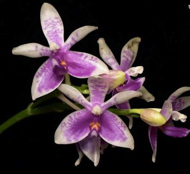 Phalaenopsis modesta Cattleya La Foresta Orchids 