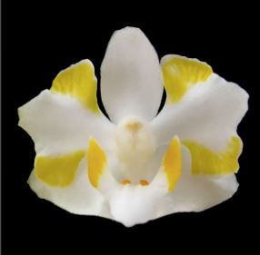 Phalaenopsis pulcherrima var. champorensis alba 'White' Phalaenopsis La Foresta Orchids 