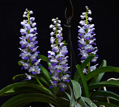 Rhynchostylis coelestis 'Blue' Vanda La Foresta Orchids 