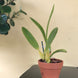 Product image thumbnail 8
