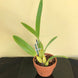 Product image thumbnail 7