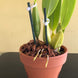 Product image thumbnail 4