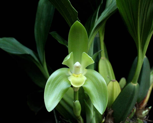 Sudamerlycaste fimbriata Sudamerlycaste La Foresta Orchids 