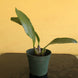 Product image thumbnail 11