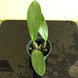 Product image thumbnail 9