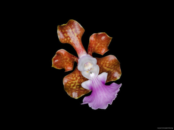 Vanda insignis – La Foresta Orchids